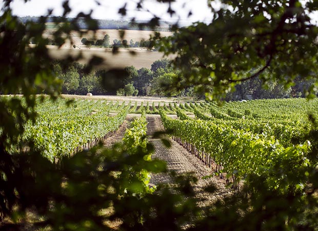 Vineyard through bush2